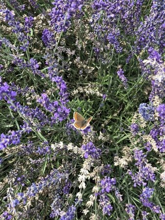 Lavandula ang. 'Hidcote' geen maat specificatie 0,55L/P9cm - afbeelding 1