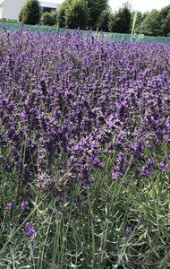 Lavandula ang. 'Hidcote' geen maat specificatie 0,55L/P9cm - afbeelding 14