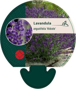 Lavandula ang. 'Hidcote' geen maat specificatie 0,55L/P9cm - afbeelding 11