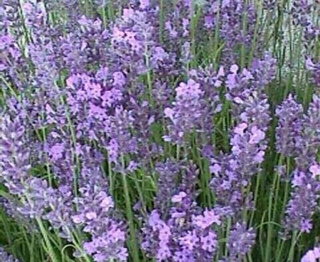 Lavandula ang. 'Hidcote' geen maat specificatie 0,55L/P9cm - afbeelding 4