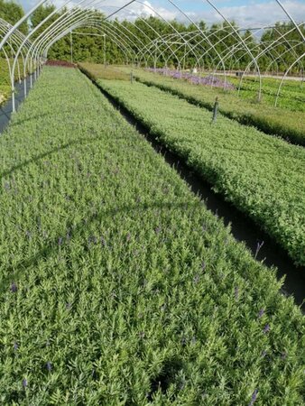 Lavandula ang. 'Hidcote' geen maat specificatie 0,55L/P9cm - afbeelding 10