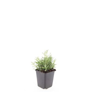 Lavandula ang. 'Hidcote' geen maat specificatie 0,55L/P9cm - afbeelding 8