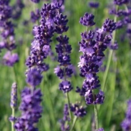 Lavandula ang. 'Hidcote' geen maat specificatie 0,55L/P9cm - afbeelding 5