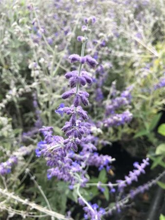 Lavandula ang. 'Hidcote' geen maat specificatie 0,55L/P9cm - afbeelding 18