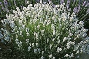 Lavandula ang. 'Hidcote' geen maat specificatie 0,55L/P9cm - afbeelding 20