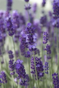 Lavandula ang. 'Hidcote' geen maat specificatie 0,55L/P9cm - afbeelding 3