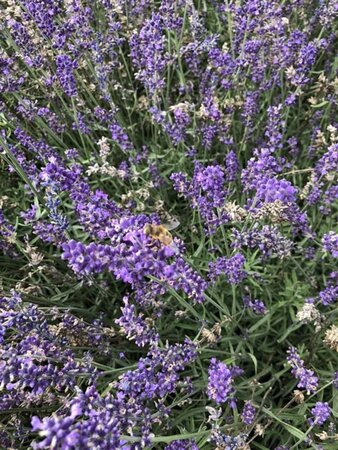 Lavandula ang. 'Hidcote' geen maat specificatie 0,55L/P9cm - afbeelding 21