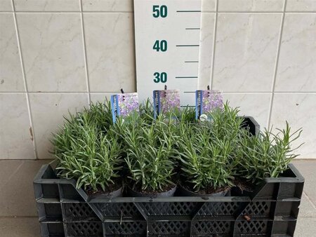 Lavandula ang. 'Munstead' 10-15 cm cont. 1,5L