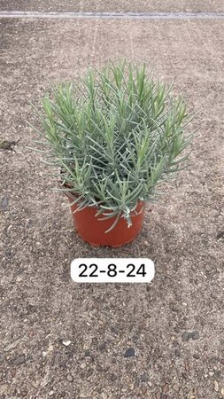 Lavandula ang. 'Munstead' geen maat specificatie cont. 2,0L - afbeelding 1