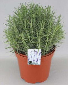 Lavandula ang. 'Munstead' geen maat specificatie cont. 2,0L - afbeelding 2