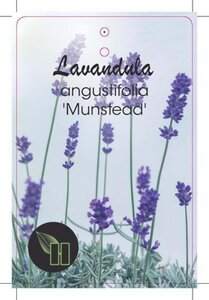 Lavandula ang. 'Munstead' geen maat specificatie cont. 2,0L - afbeelding 3