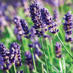 Lavandula ang. 'Munstead' geen maat specificatie 0,55L/P9cm - afbeelding 1