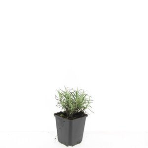 Lavandula ang. 'Munstead' geen maat specificatie 0,55L/P9cm - afbeelding 5