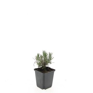 Lavandula ang. 'Munstead' geen maat specificatie 0,55L/P9cm - afbeelding 7