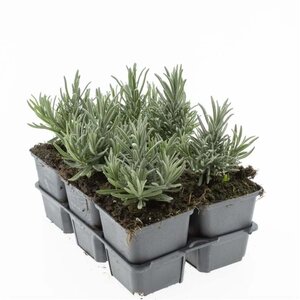 Lavandula ang. 'Munstead' geen maat specificatie 0,55L/P9cm - afbeelding 3