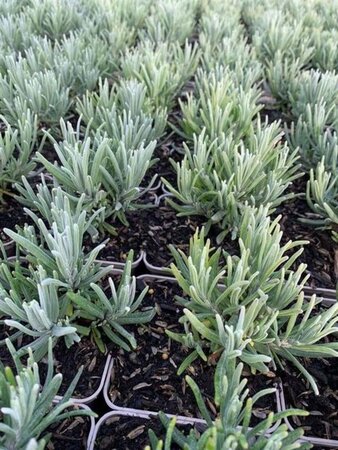 Lavandula ang. 'Munstead' geen maat specificatie 0,55L/P9cm - afbeelding 2