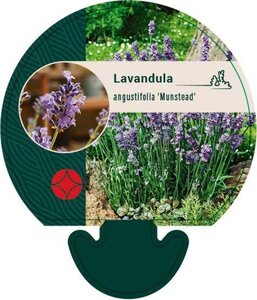 Lavandula ang. 'Munstead' geen maat specificatie 0,55L/P9cm - afbeelding 4