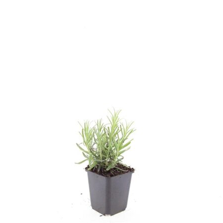 Lavandula ang. 'Munstead' geen maat specificatie 0,55L/P9cm - afbeelding 6