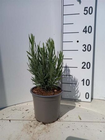 Lavandula ang. 'Rosea' 10-15 cm cont. 1,5L