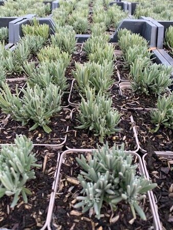 Lavandula ang. 'Rosea' geen maat specificatie 0,55L/P9cm - afbeelding 1