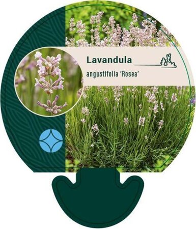 Lavandula ang. 'Rosea' geen maat specificatie 0,55L/P9cm - afbeelding 2