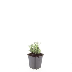 Lavandula ang. 'Rosea' geen maat specificatie 0,55L/P9cm - afbeelding 4