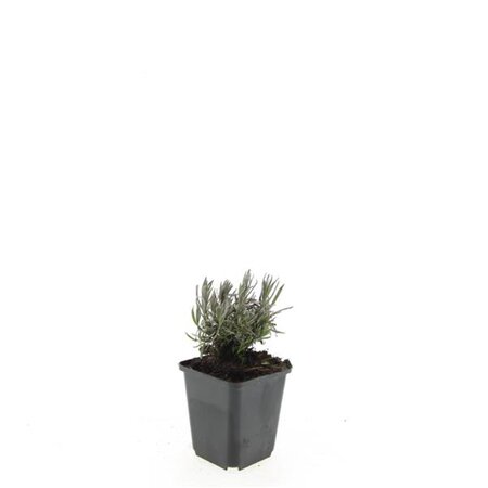 Lavandula ang. 'Rosea' geen maat specificatie 0,55L/P9cm - afbeelding 5