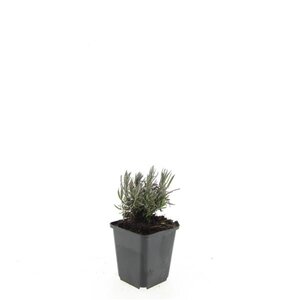 Lavandula ang. 'Rosea' geen maat specificatie 0,55L/P9cm - afbeelding 5