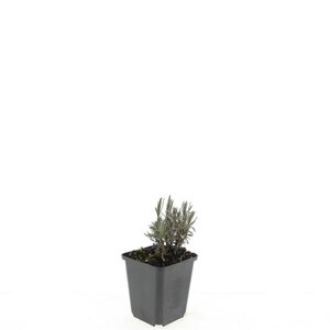 Lavandula ang. 'Rosea' geen maat specificatie 0,55L/P9cm - afbeelding 6