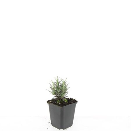 Lavandula ang. 'Rosea' geen maat specificatie 0,55L/P9cm - afbeelding 7