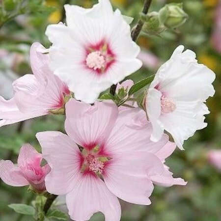 Lavatera 'Barnsley' geen maat specificatie 0,55L/P9cm - afbeelding 2