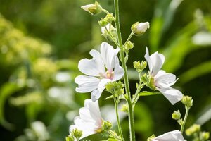 Lavatera 'Barnsley' geen maat specificatie 0,55L/P9cm - afbeelding 1