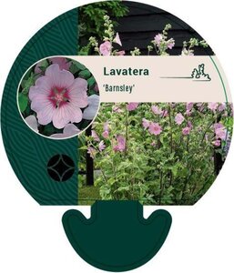 Lavatera 'Barnsley' geen maat specificatie 0,55L/P9cm - afbeelding 3