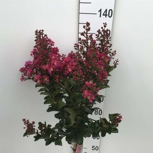 Lagerstroemia indica "Berry Dazzle" 80 cm stam cont. 7,5L - afbeelding 1