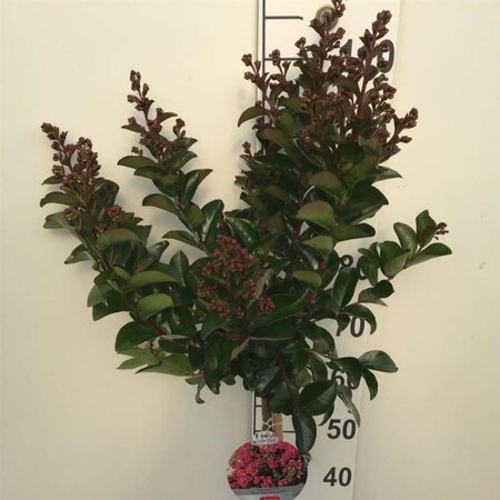 Lagerstroemia indica "Berry Dazzle" 80 cm stam cont. 7,5L - afbeelding 3