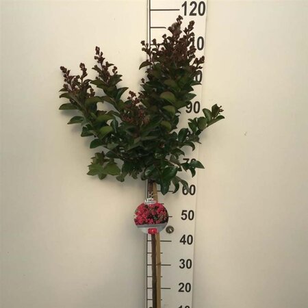 Lagerstroemia indica "Berry Dazzle" 80 cm stam cont. 7,5L - afbeelding 5