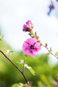 Lavatera 'Burgundy Wine' geen maat specificatie cont. 3,0L - afbeelding 2