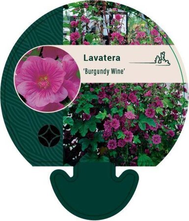 Lavatera 'Burgundy Wine' geen maat specificatie 0,55L/P9cm - afbeelding 4