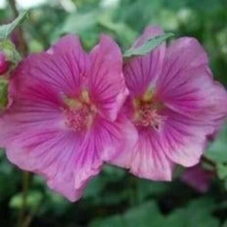 Lavatera 'Burgundy Wine' geen maat specificatie 0,55L/P9cm - afbeelding 5