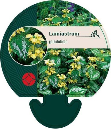 Lamiastrum galeobdolon geen maat specificatie 0,55L/P9cm