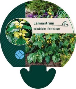 Lamiastrum gal. 'Florentinum' geen maat specificatie 0,55L/P9cm - afbeelding 5