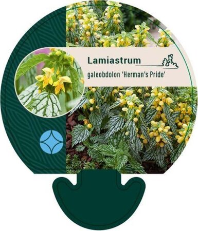 Lamiastrum gal. 'Herman's Pride' geen maat specificatie 0,55L/P9cm - afbeelding 2