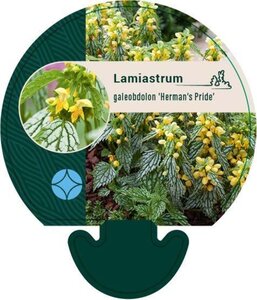 Lamiastrum gal. 'Herman's Pride' geen maat specificatie 0,55L/P9cm - afbeelding 2