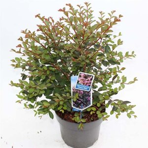 Lagerstroemia i. Choco Pink 50-60 cm cont. 5,0L - afbeelding 1