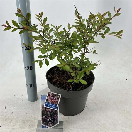 Lagerstroemia i. Choco Pink 50-60 cm cont. 5,0L - afbeelding 2