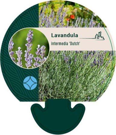 Lavandula int. 'Dutch' geen maat specificatie 0,55L/P9cm - afbeelding 1