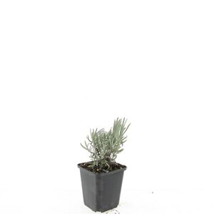 Lavandula int. 'Dutch' geen maat specificatie 0,55L/P9cm - afbeelding 3