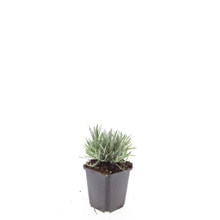 Lavandula int. 'Edelweiss' geen maat specificatie 0,55L/P9cm - afbeelding 6