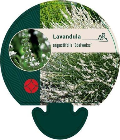 Lavandula int. 'Edelweiss' geen maat specificatie 0,55L/P9cm - afbeelding 2