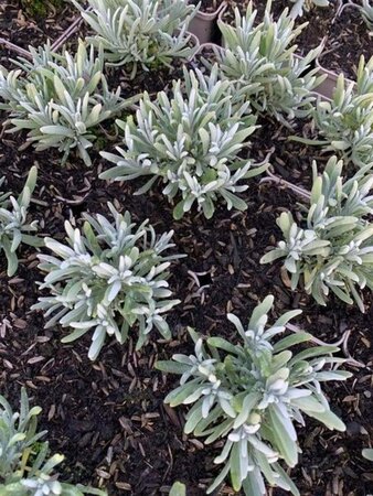 Lavandula int. 'Edelweiss' geen maat specificatie 0,55L/P9cm - afbeelding 3